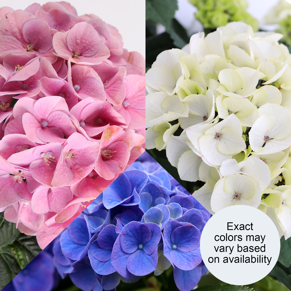 Heritage Hydrangea Trio