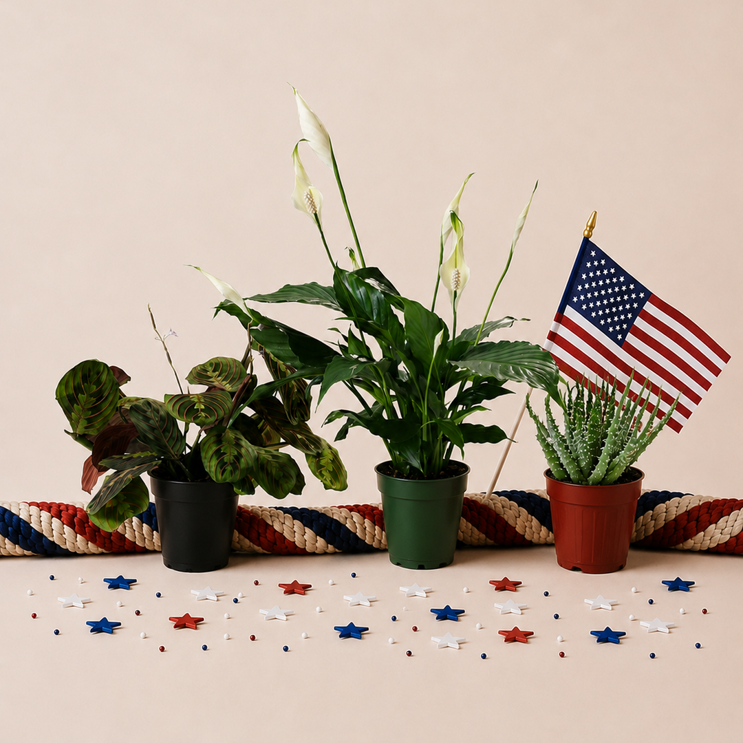 Red, White, & Blue Trio | Lively Root