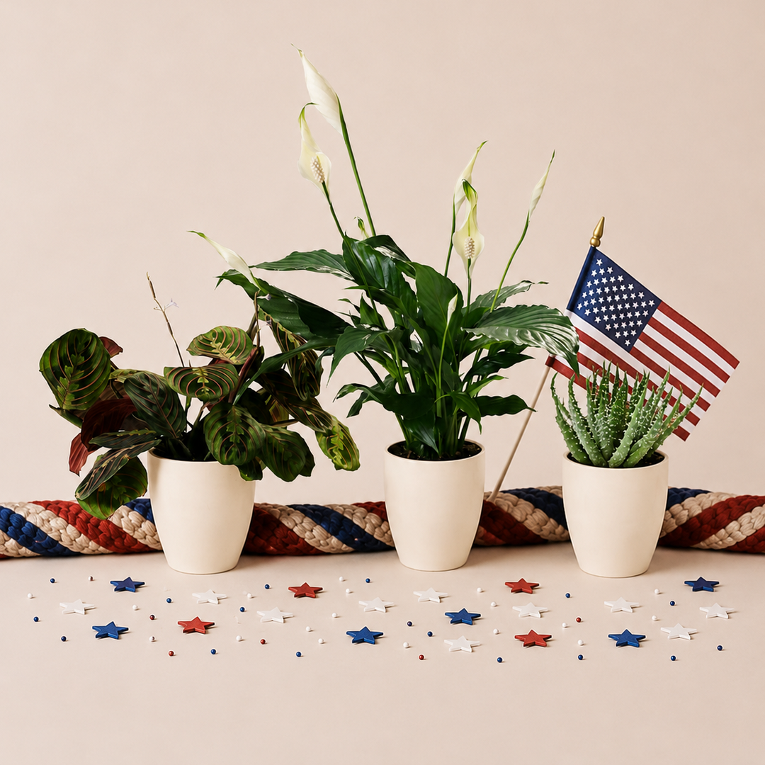 Red, White, & Blue Trio | Lively Root