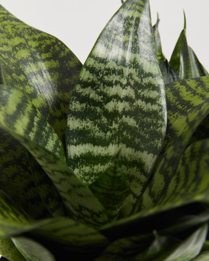 hirt's superba robusta snake plant Zeylanica Superba Snake Plant | Indoors Plants