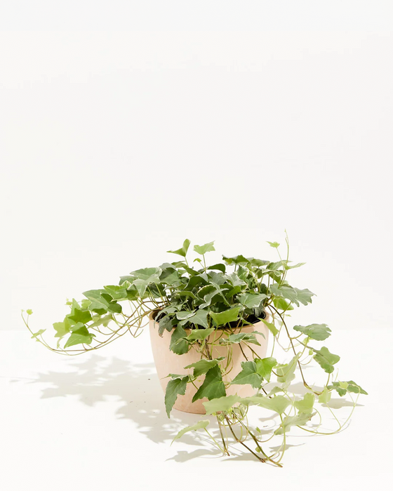 English Ivy Glacier