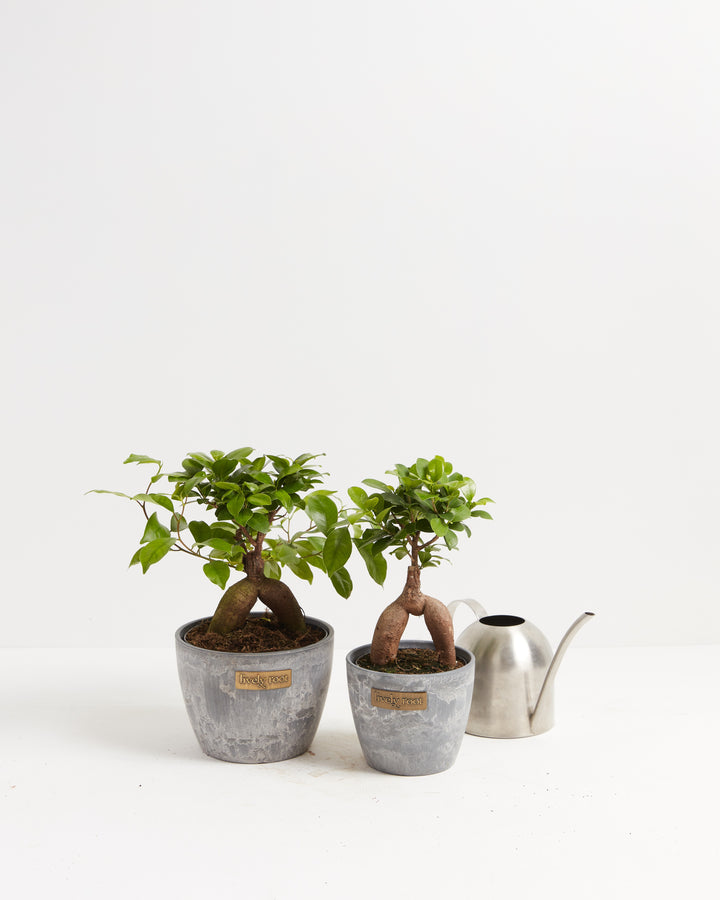 ficus ginseng potting mix Ficus Ginseng: Add Zen to Your Home or Office