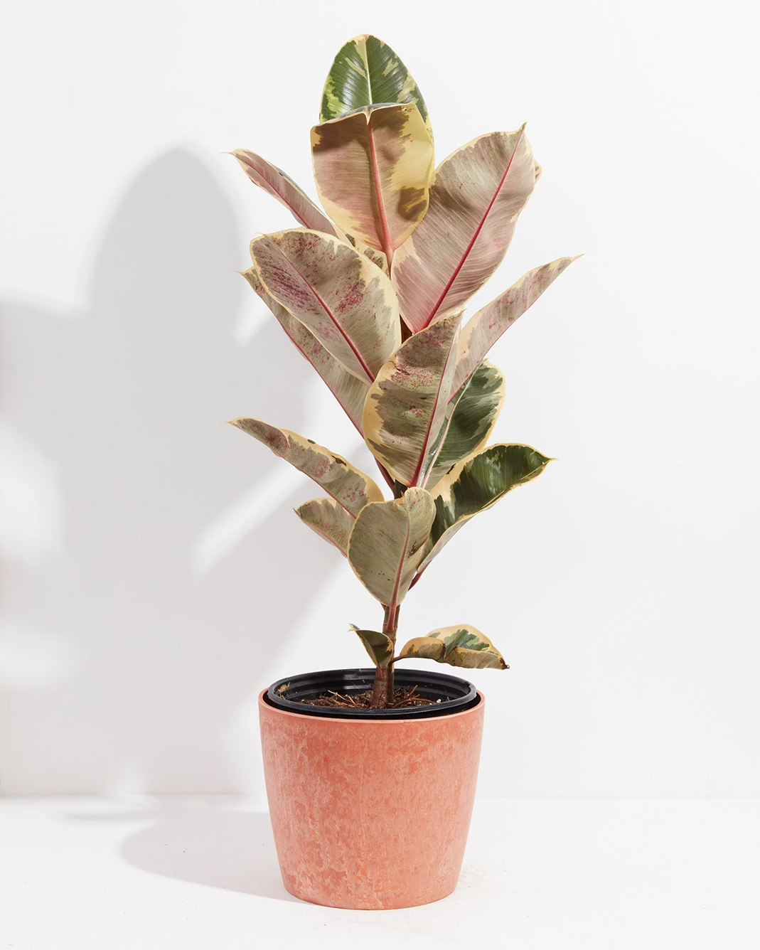 Ficus Tineke (elastica)