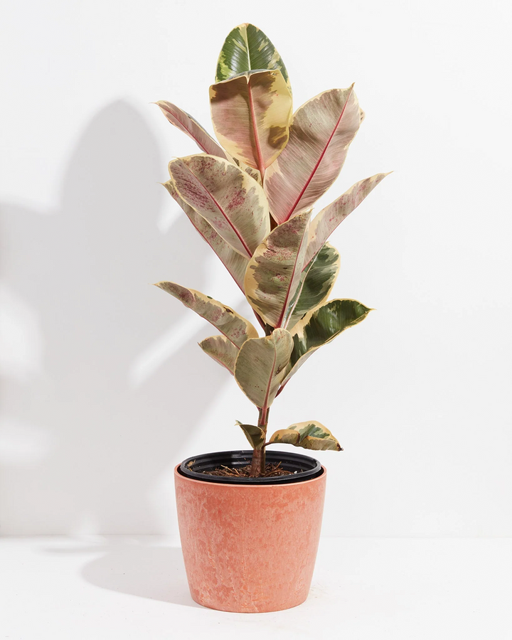 Ficus Tineke (elastica)