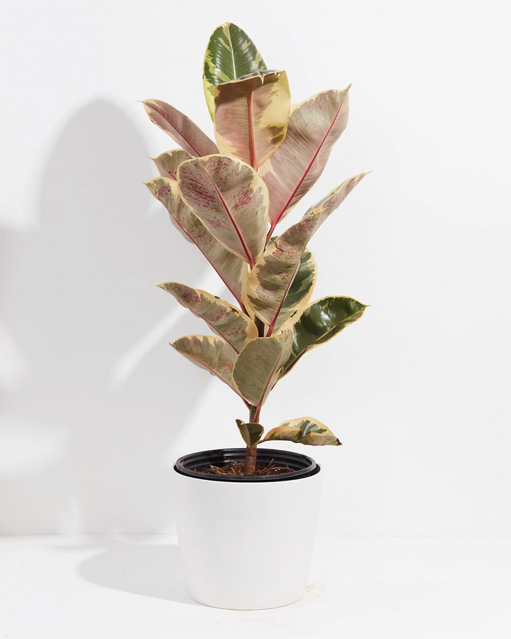 Ficus Tineke (elastica)