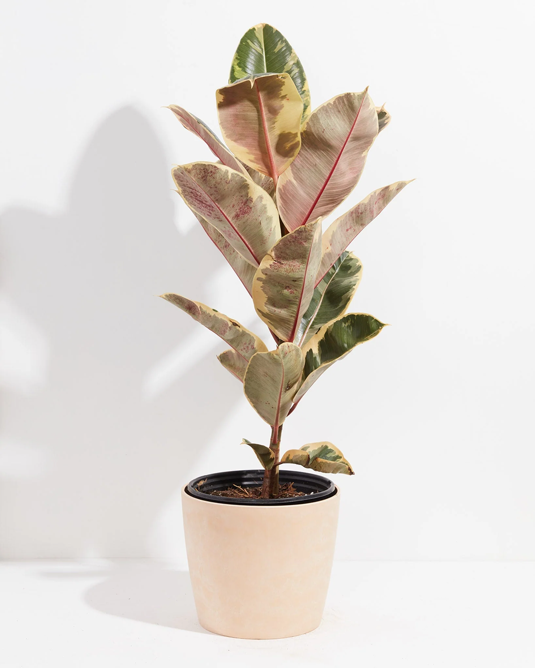 Ficus Tineke (elastica)