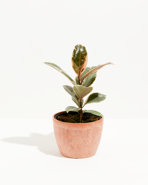 Tineke Rubber Tree Plant featuring an upright growth habit with thick, oval leaves displaying creamy-white, dark green, and pinkish-red variegation, housed in a modern, textured terracotta-pink ceramic planter, centered against a clean white background.