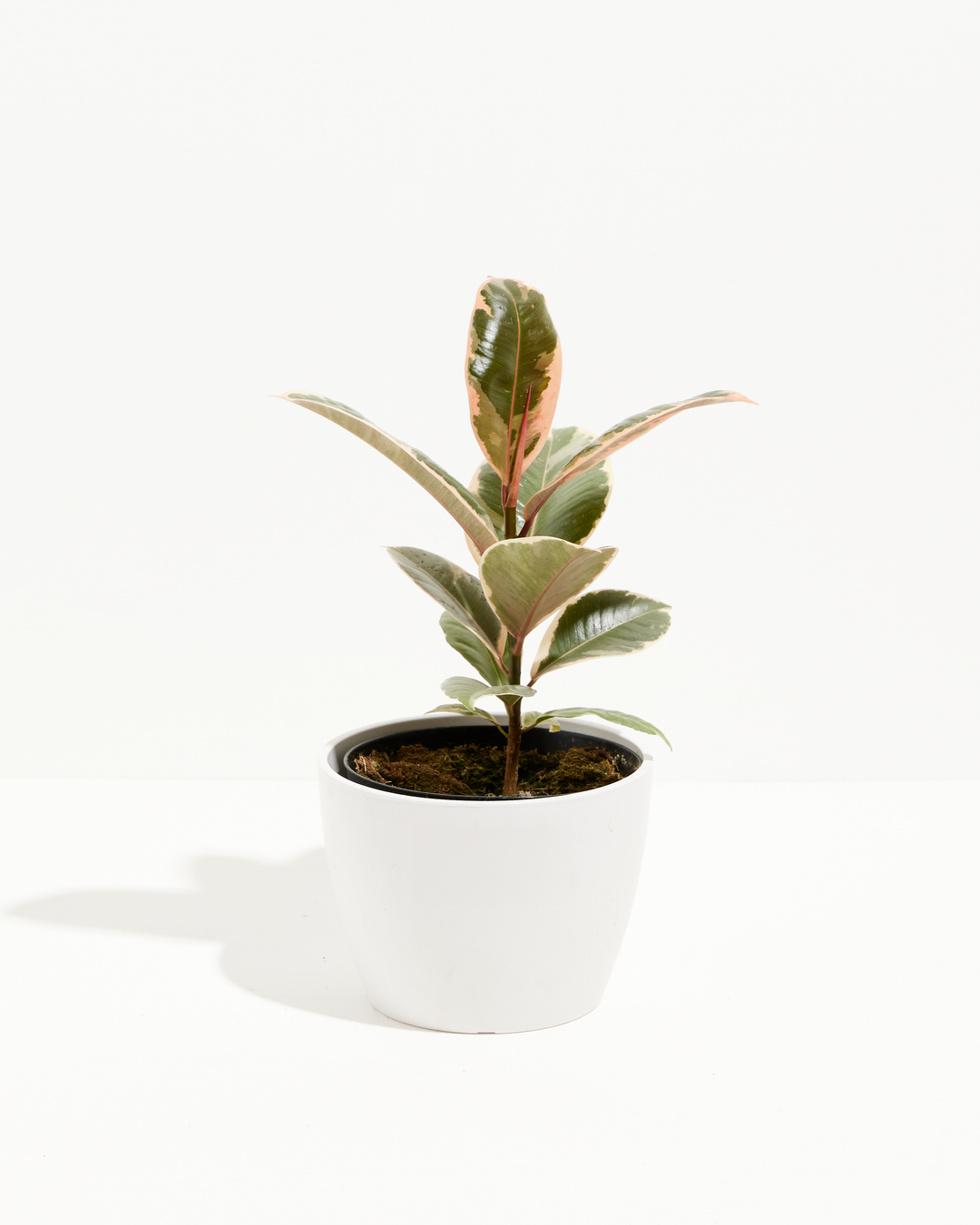 Ficus Tineke for Sale Including Care Guide & Growing Tips Ficus Tineke for Sale Including Care Guide & Growing Tips
