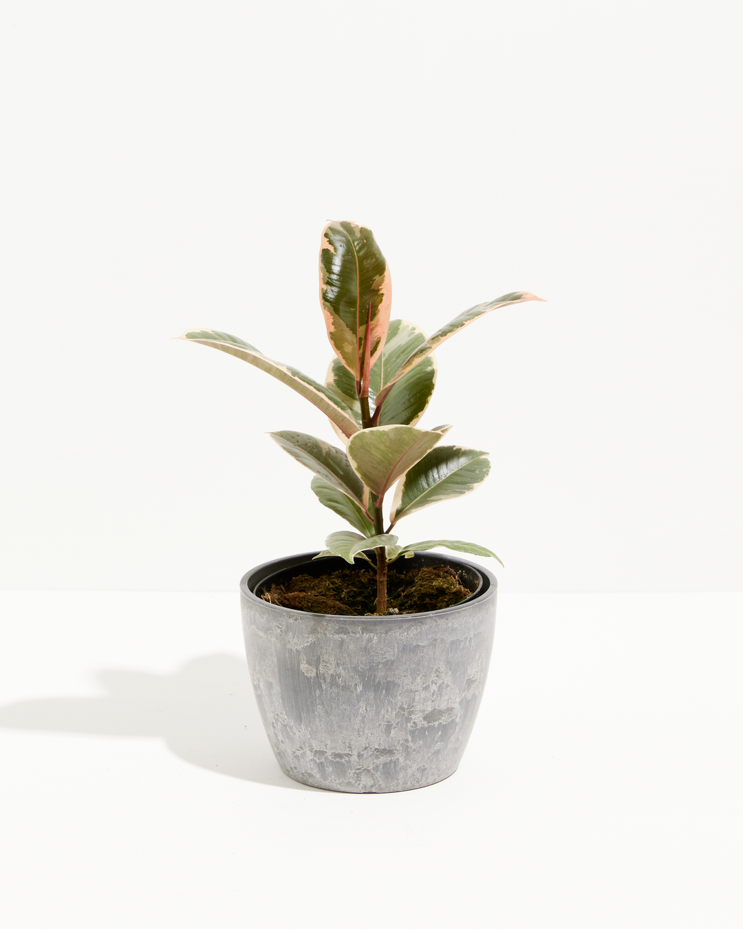 ficus tineke rubber tree plant Ficus Tineke for Sale Including Care Guide & Growing Tips Medium / Eco Pot / Earl Grey