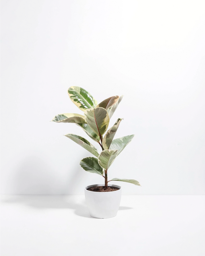 Ficus Tineke (elastica)