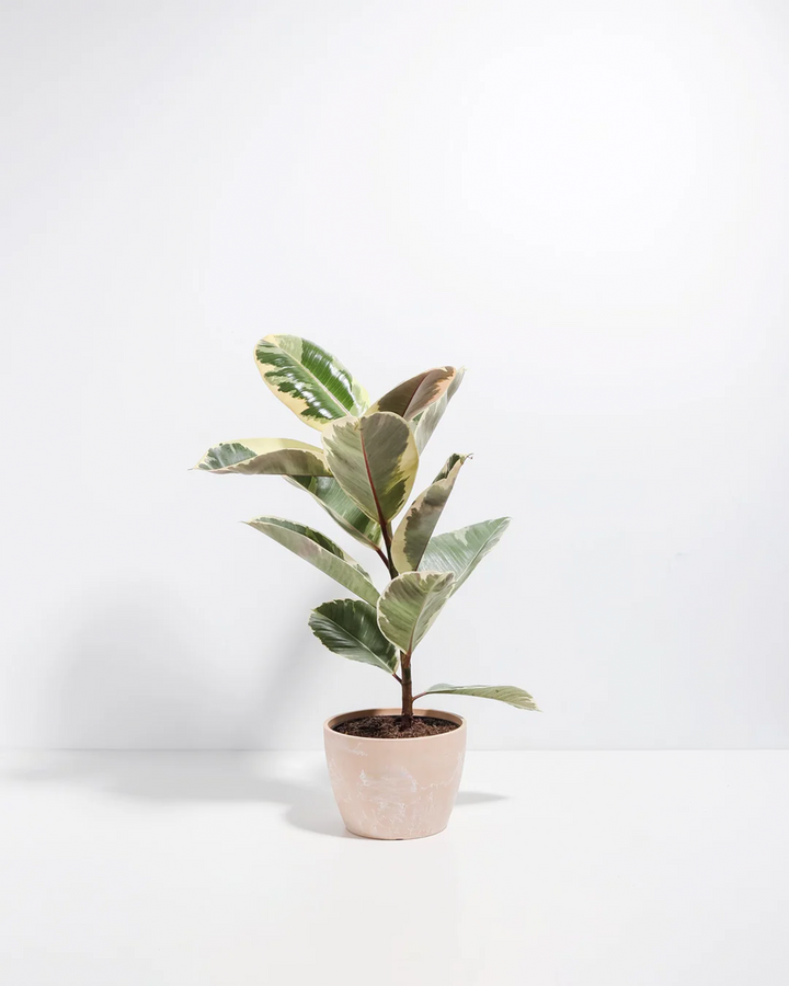 Ficus Tineke (elastica)