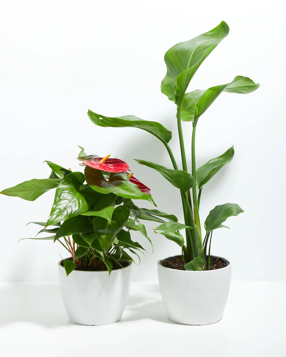 feather indoor plant Birds of a Feather Duo | Flamingo Flower & Giant Bird of Paradise