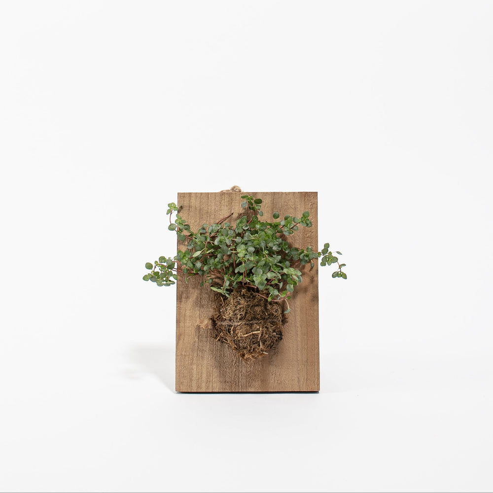 Baby Tears Pilea Mounted on Wood