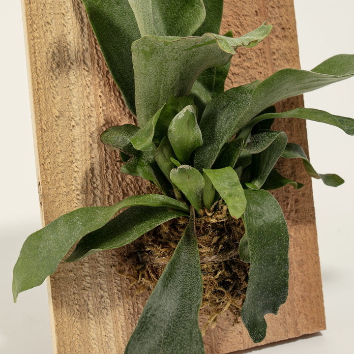 Staghorn Fern Mounted on Wood