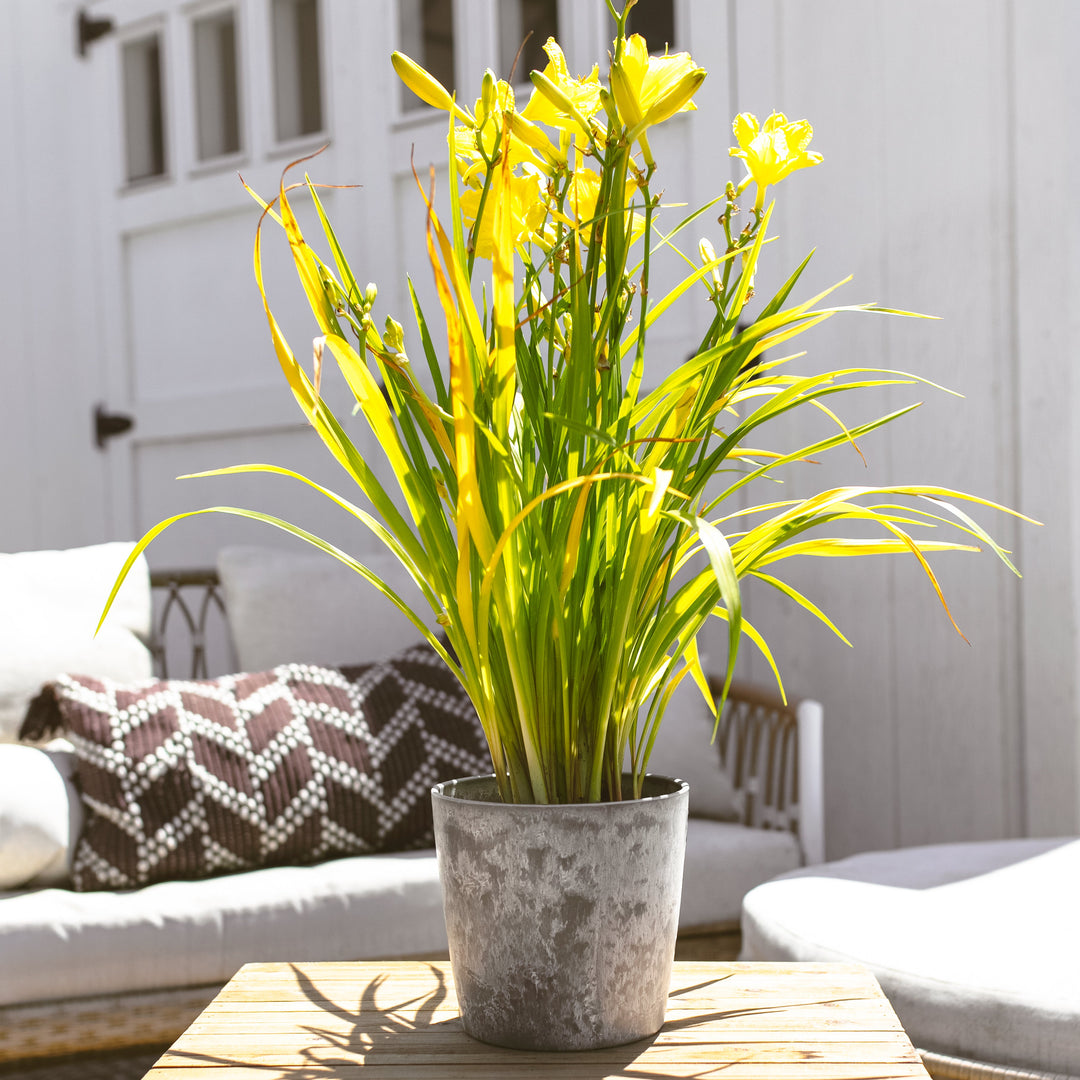 Happy Returns Daylily