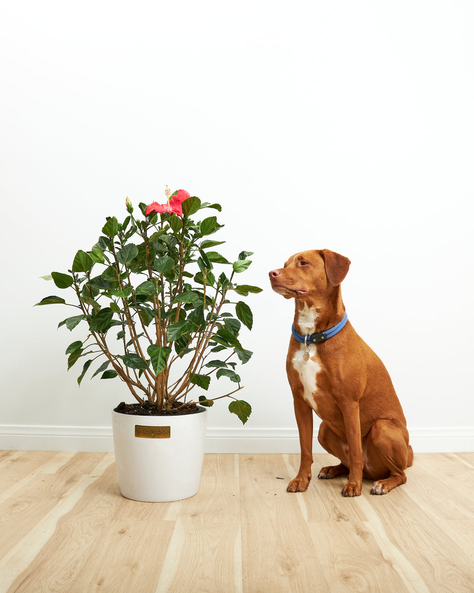 Your Pet-Friendly Jungle Delivered Featured Image