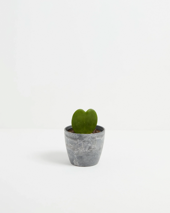 Small Hoya Heart Plant (Hoya kerrii) in a round grey marbled eco pot with a single glossy heart-shaped green leaf in perlite-mixed soil on a white background