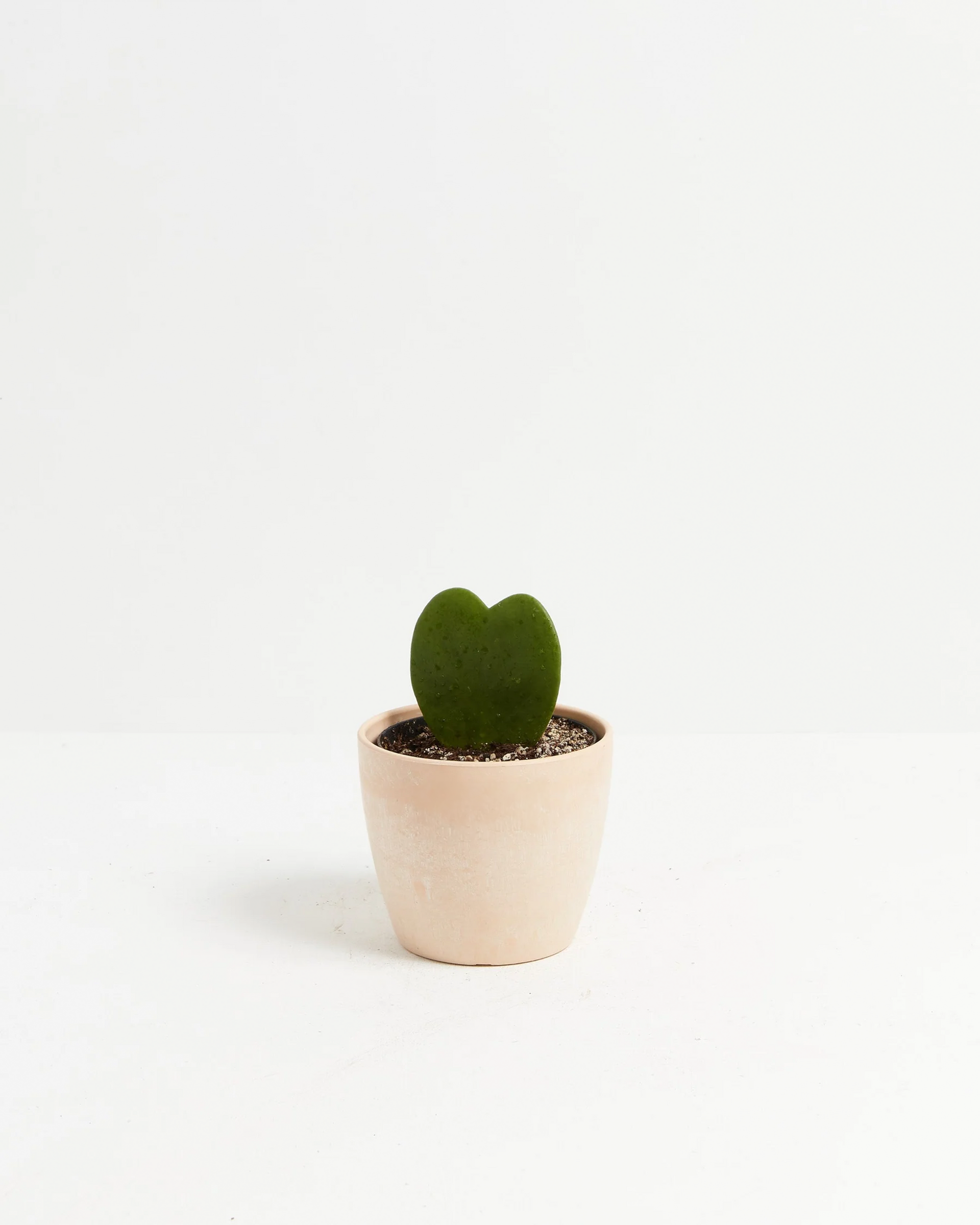 heart hoya succulent Hoya Heart For Sale For Sale, Care Guide & Growing Tips Small / Grower / Varies