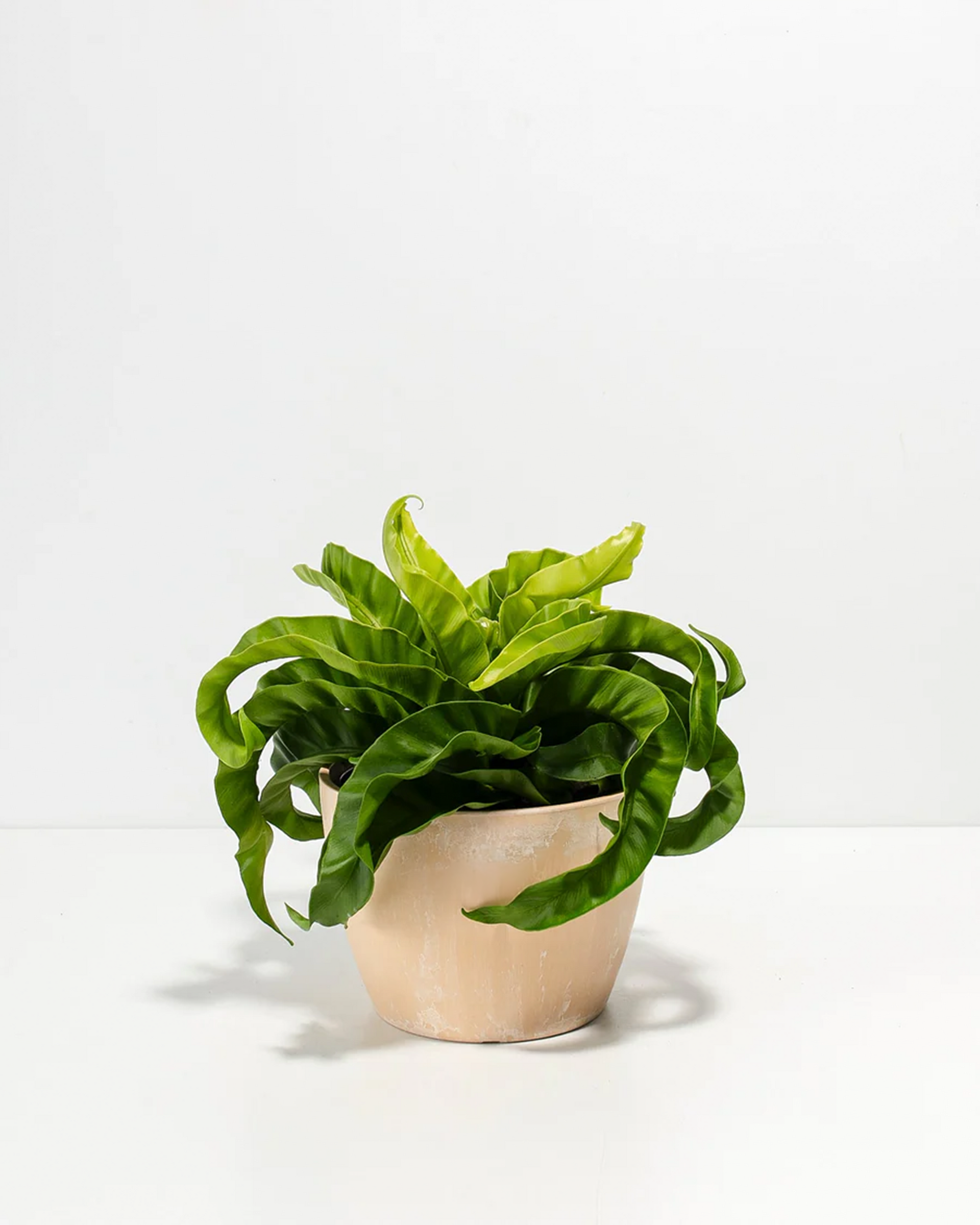 Hurricane Fern For Sale, Including Care Guide & Growing Tips