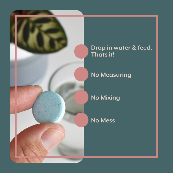 The Houseplant GROW Bundle