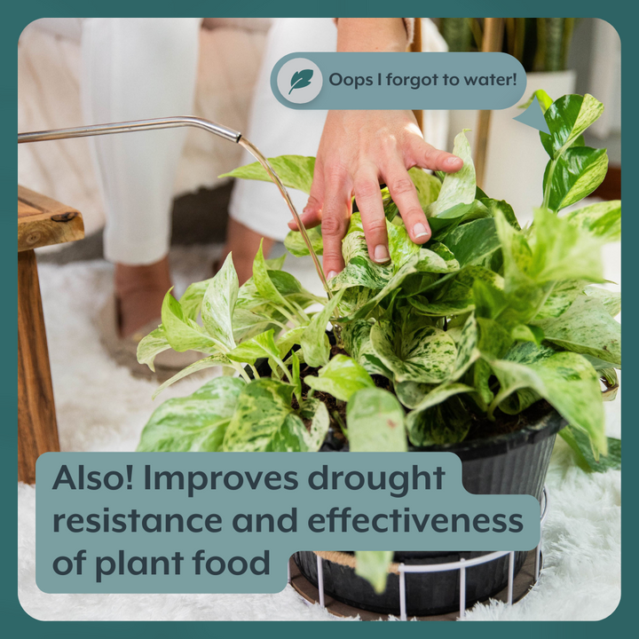 The Houseplant GROW Bundle