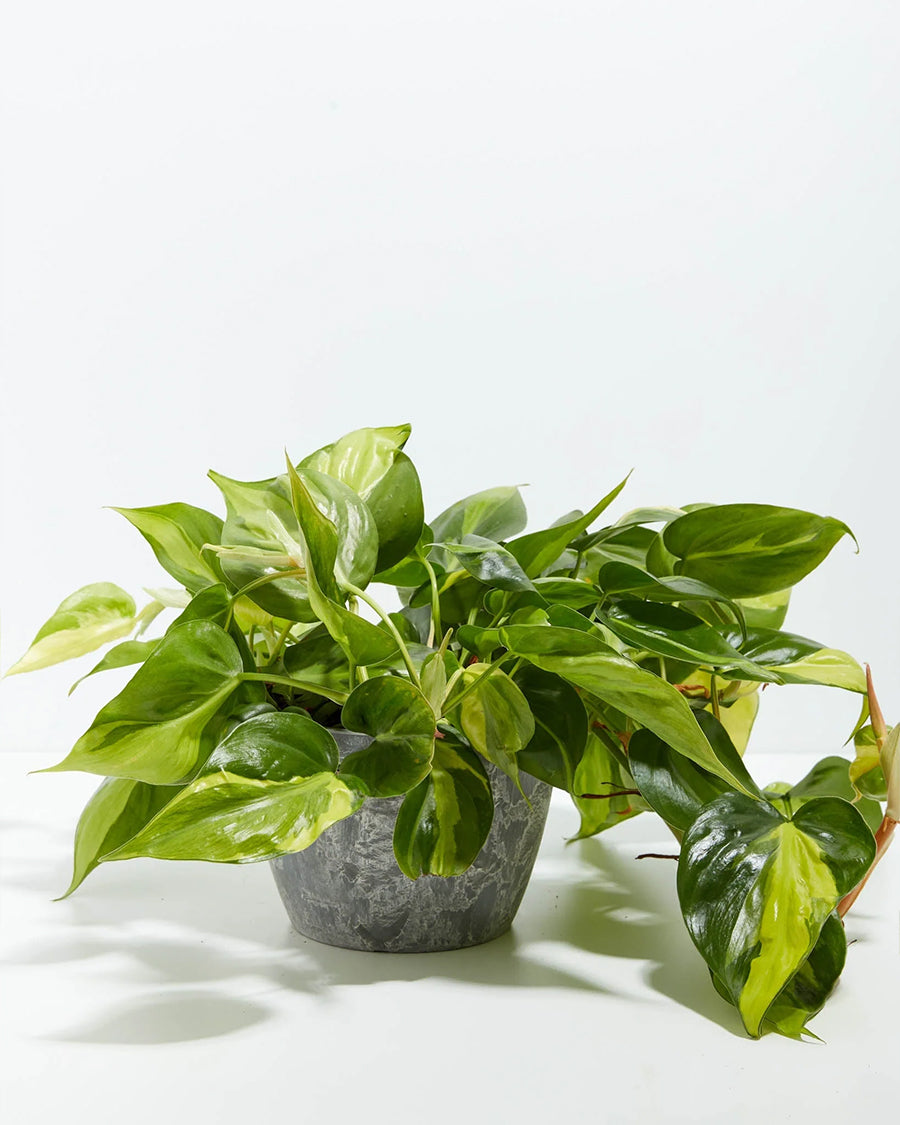 Philodendron Brasil