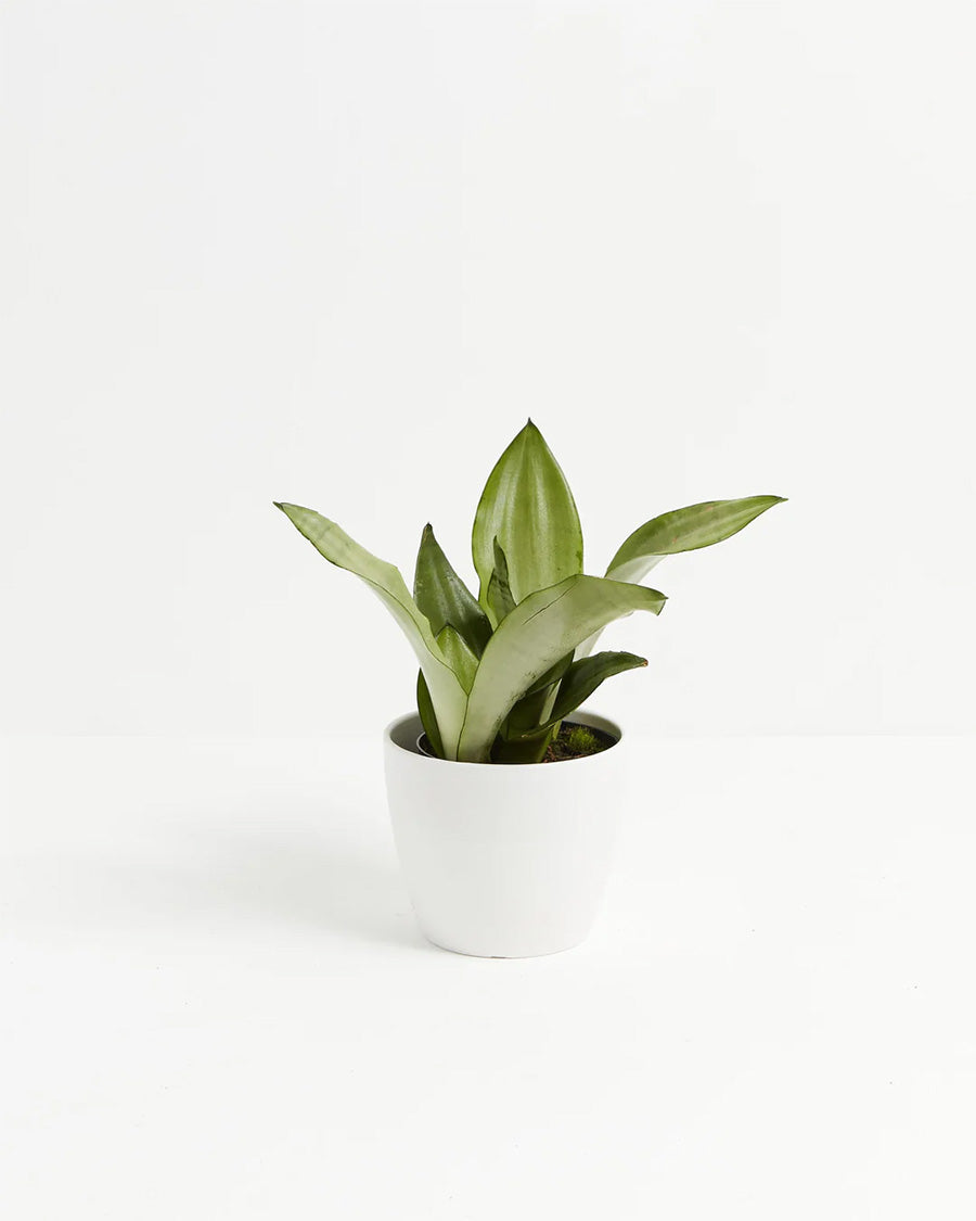 mom shine snake plant Sansevieria Moonshine For Sale, Care Guide & Growing Tips Small / Eco Pot / Coconut
