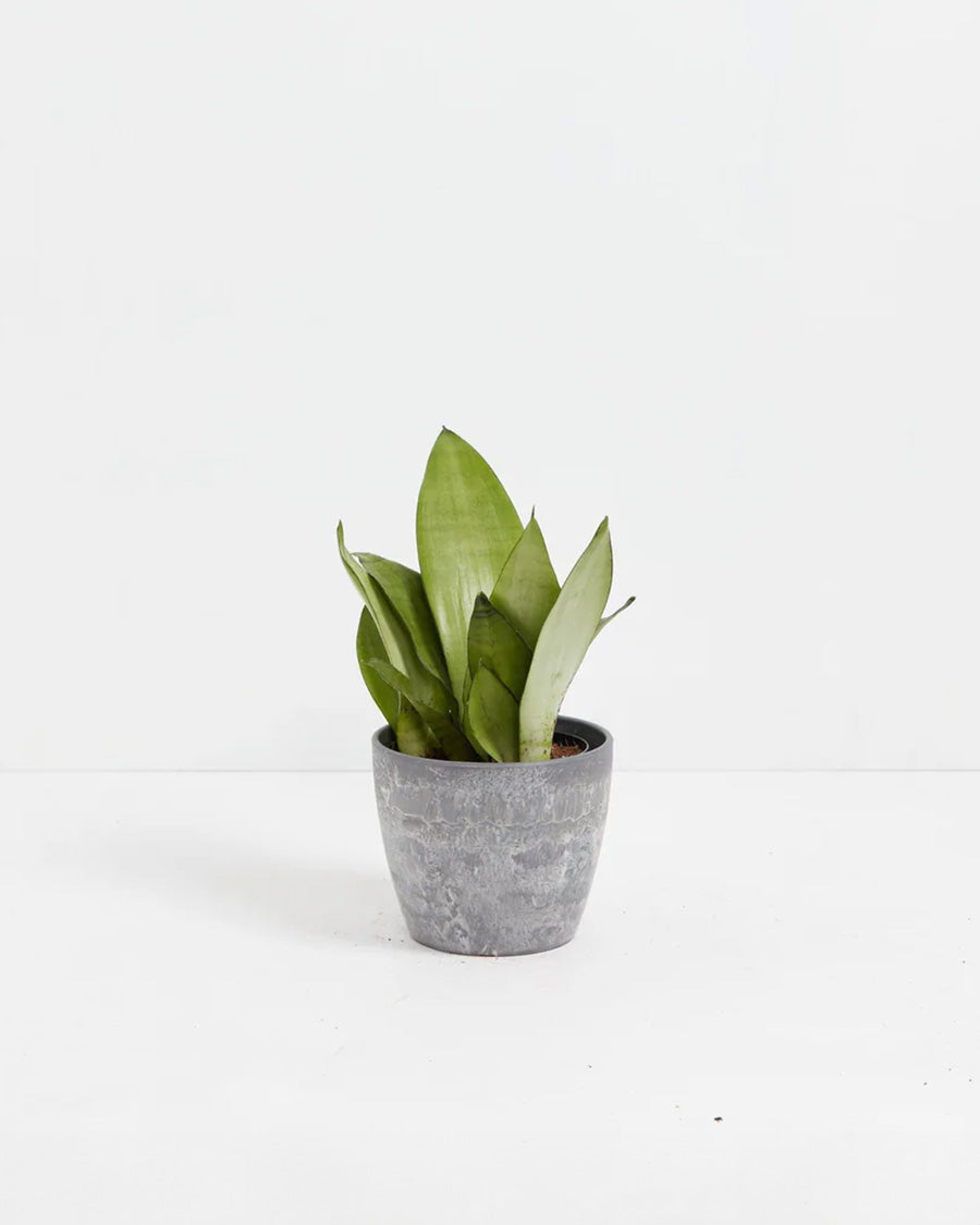 Sansevieria Moonshine