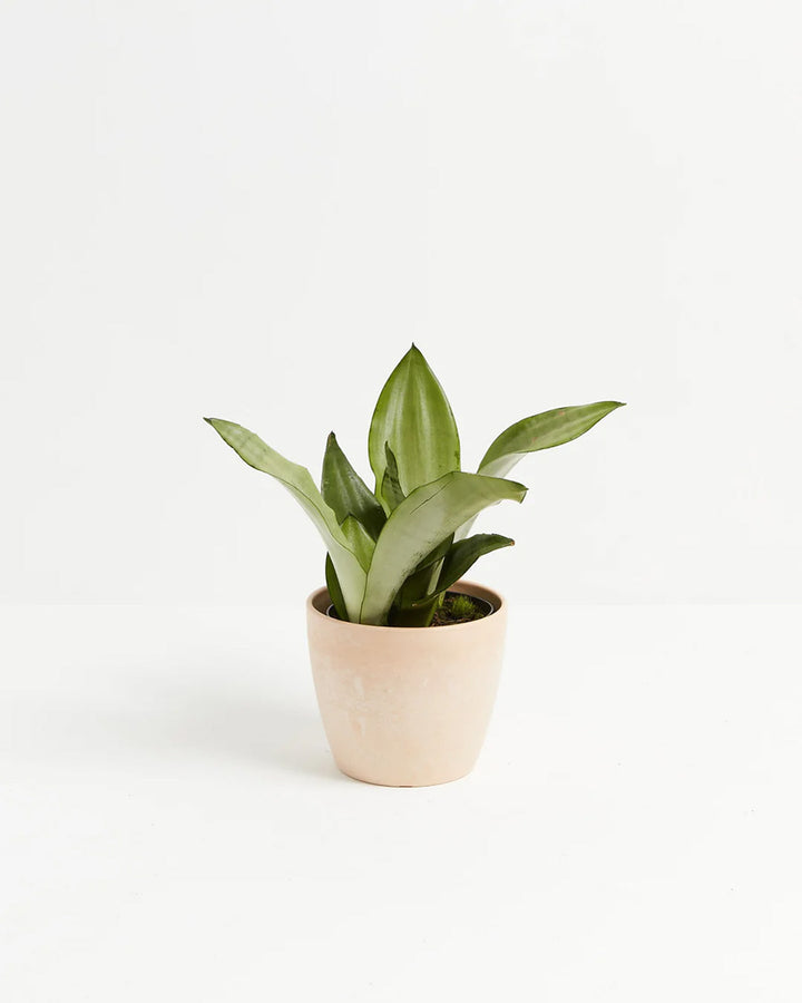 Sansevieria Moonshine