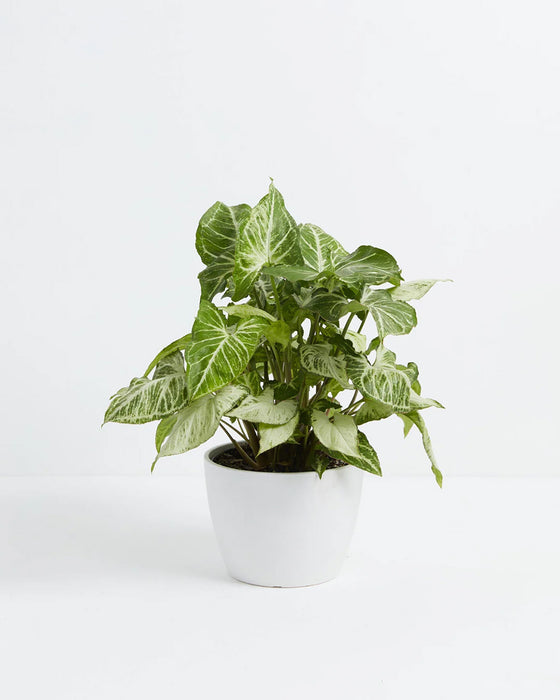 Syngonium White Butterfly arrowhead plant with silver-green variegated leaves in a white ceramic pot on a white background