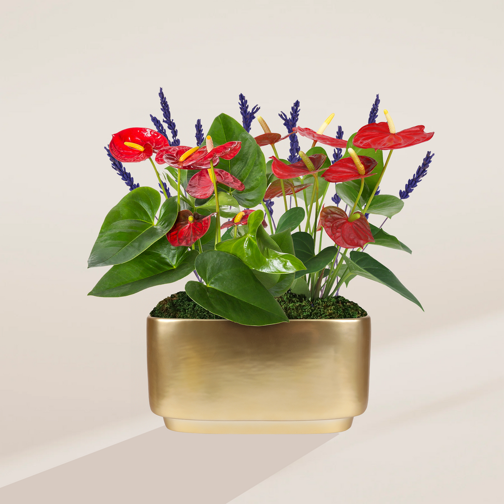 indoor centerpiece plants Red Anthurium Centerpiece