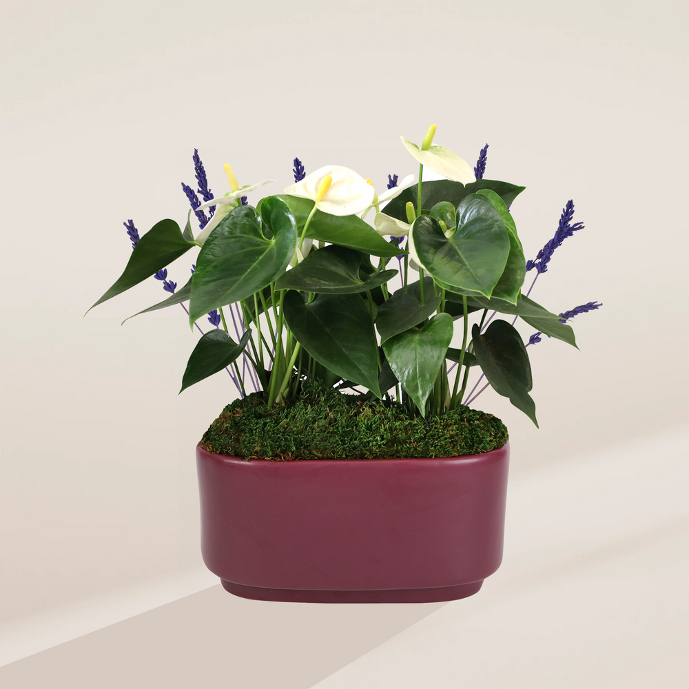 White Anthurium & Lavender Centerpiece