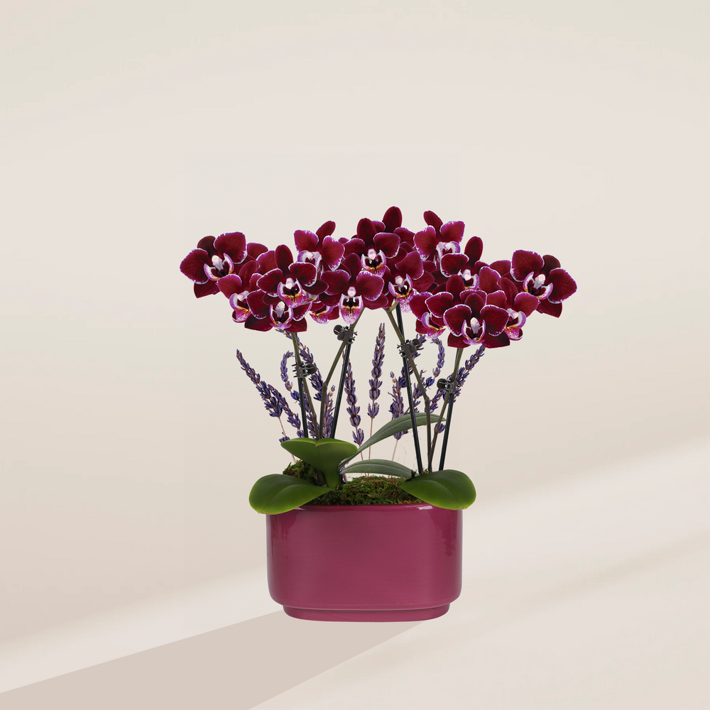 Purple Orchid & Lavender Centerpiece