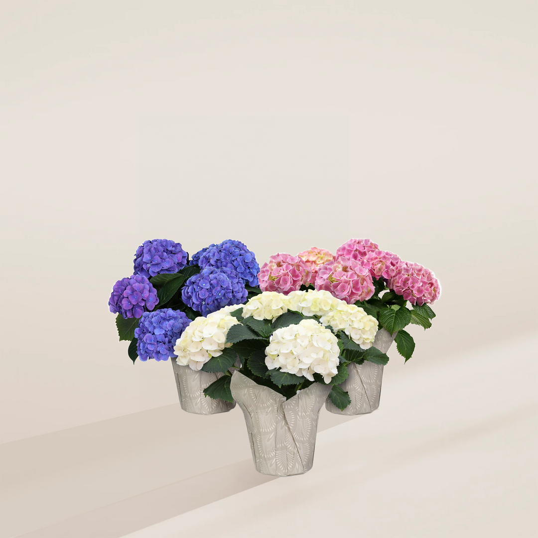 Heritage Hydrangea Trio