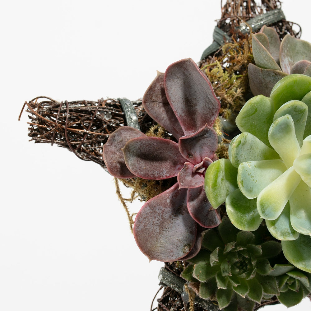 8" Live Succulent Star Ornament