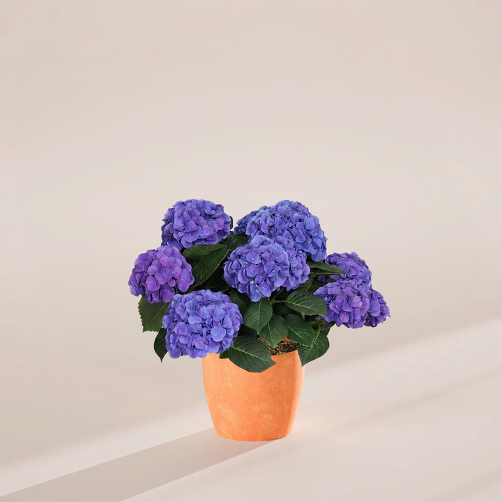 Blue Heritage Hydrangea