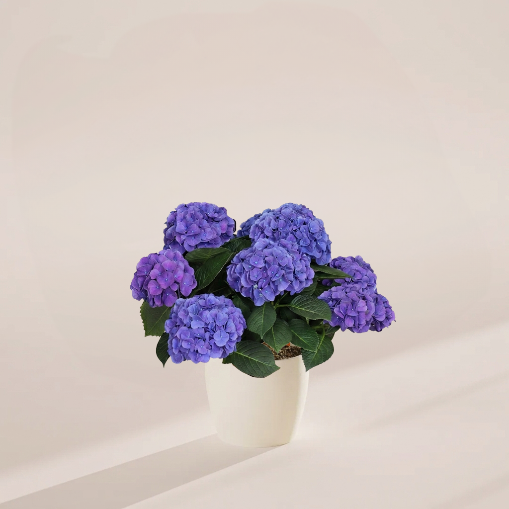 Blue Heritage Hydrangea