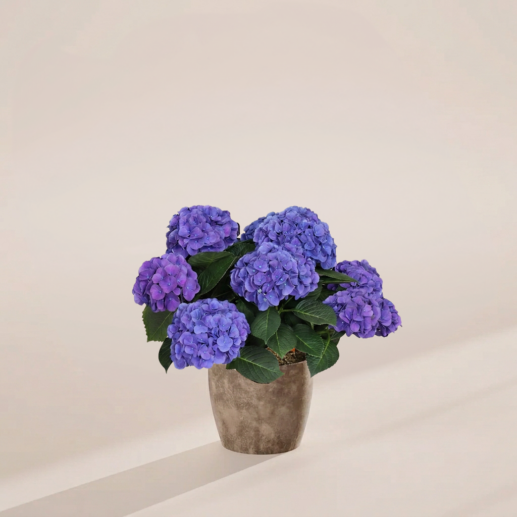 Blue Heritage Hydrangea