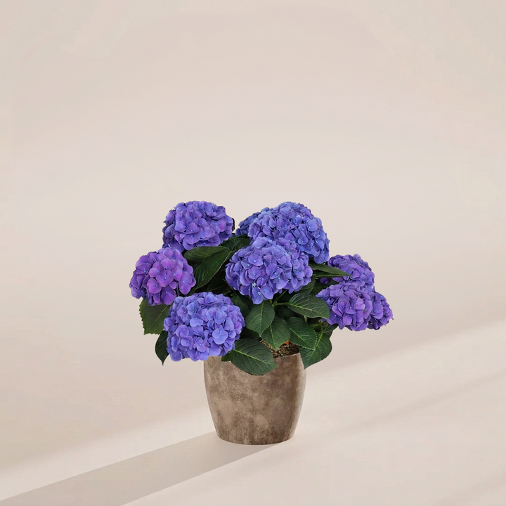 Blue Heritage Hydrangea