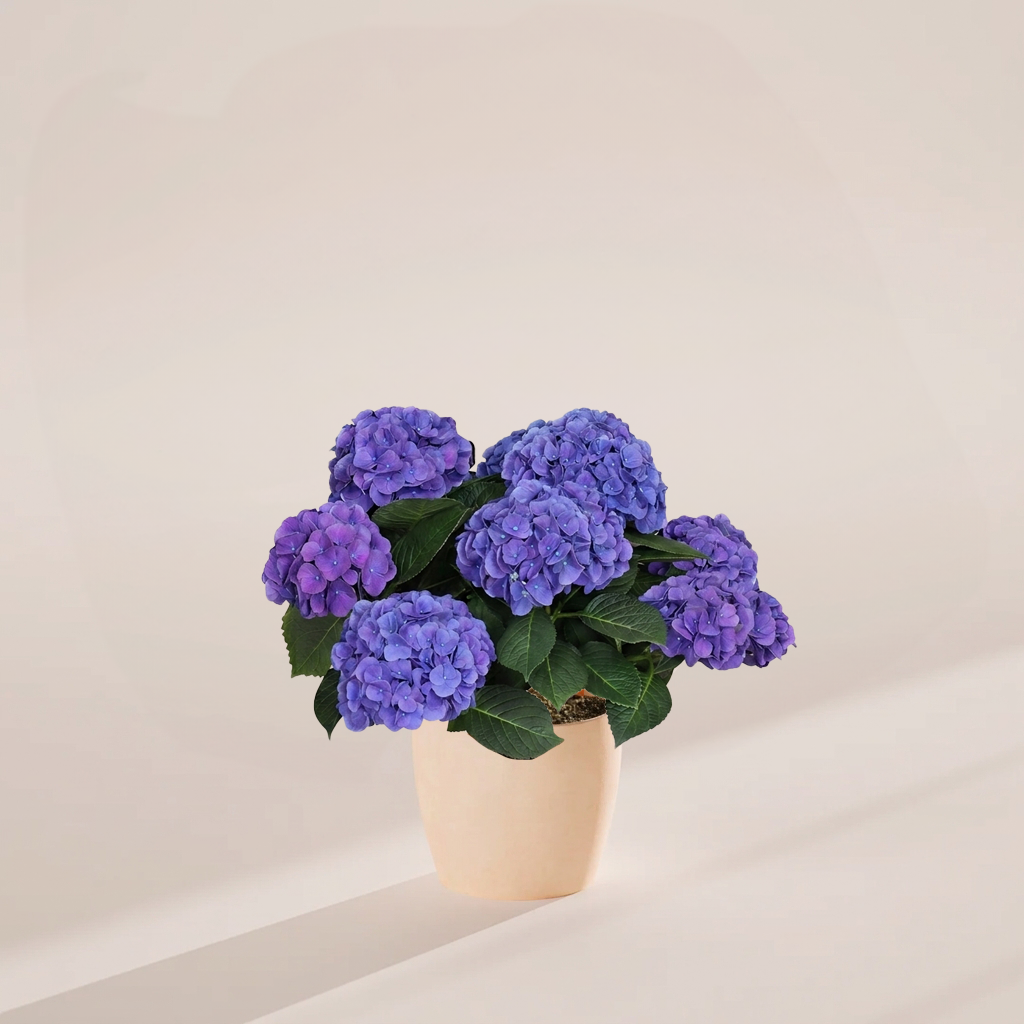 Blue Heritage Hydrangea