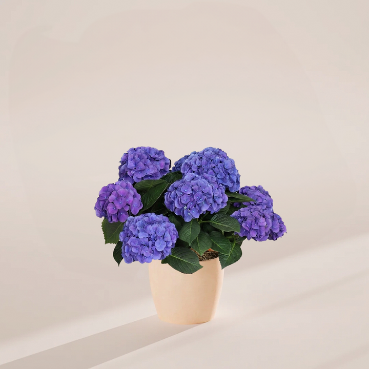 Blue Heritage Hydrangea