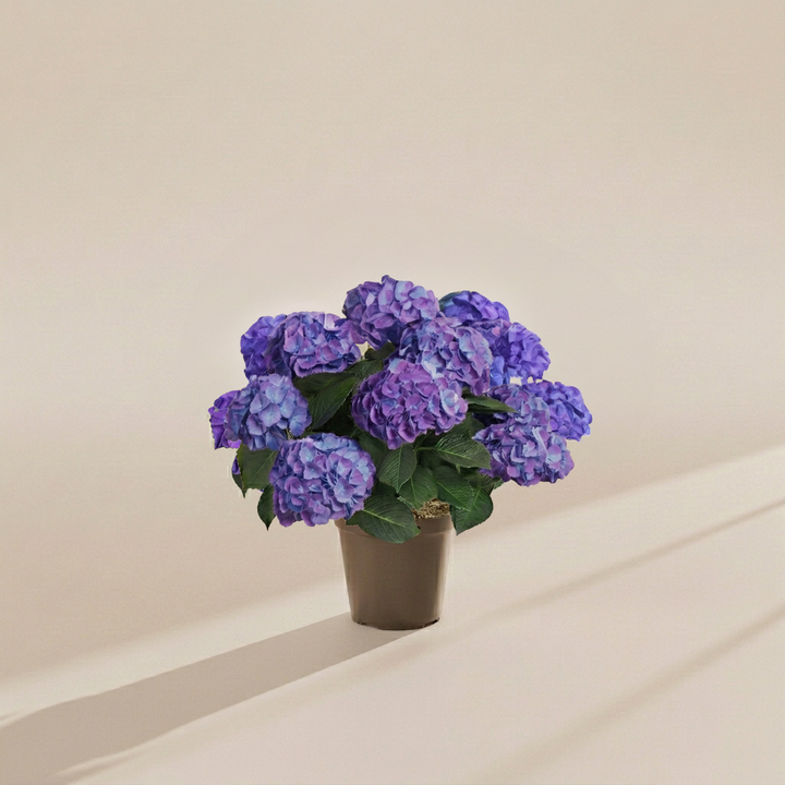 Blue Heritage Hydrangea