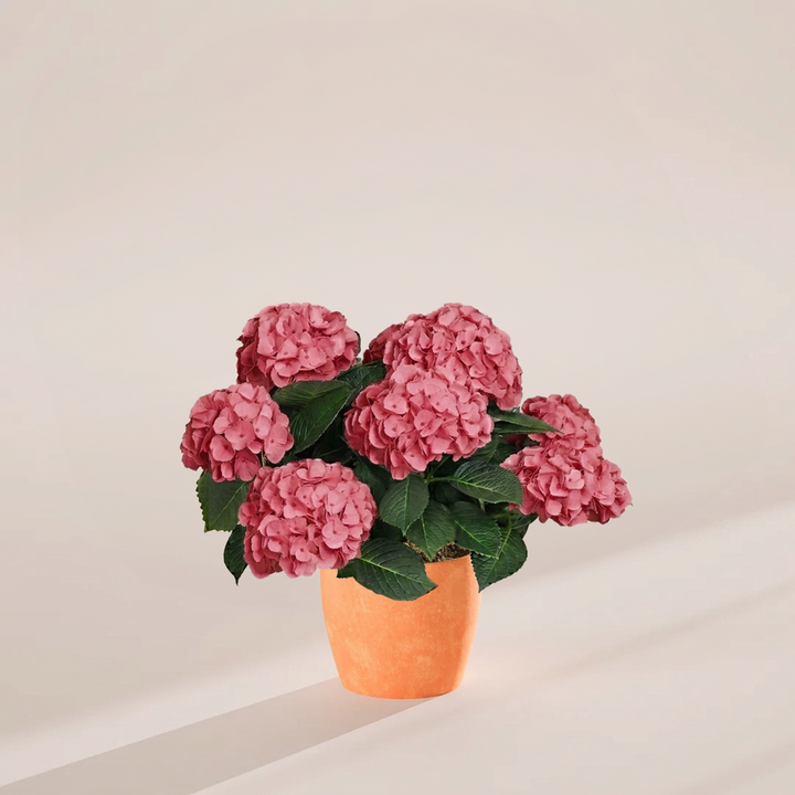 Pink Heritage Hydrangea