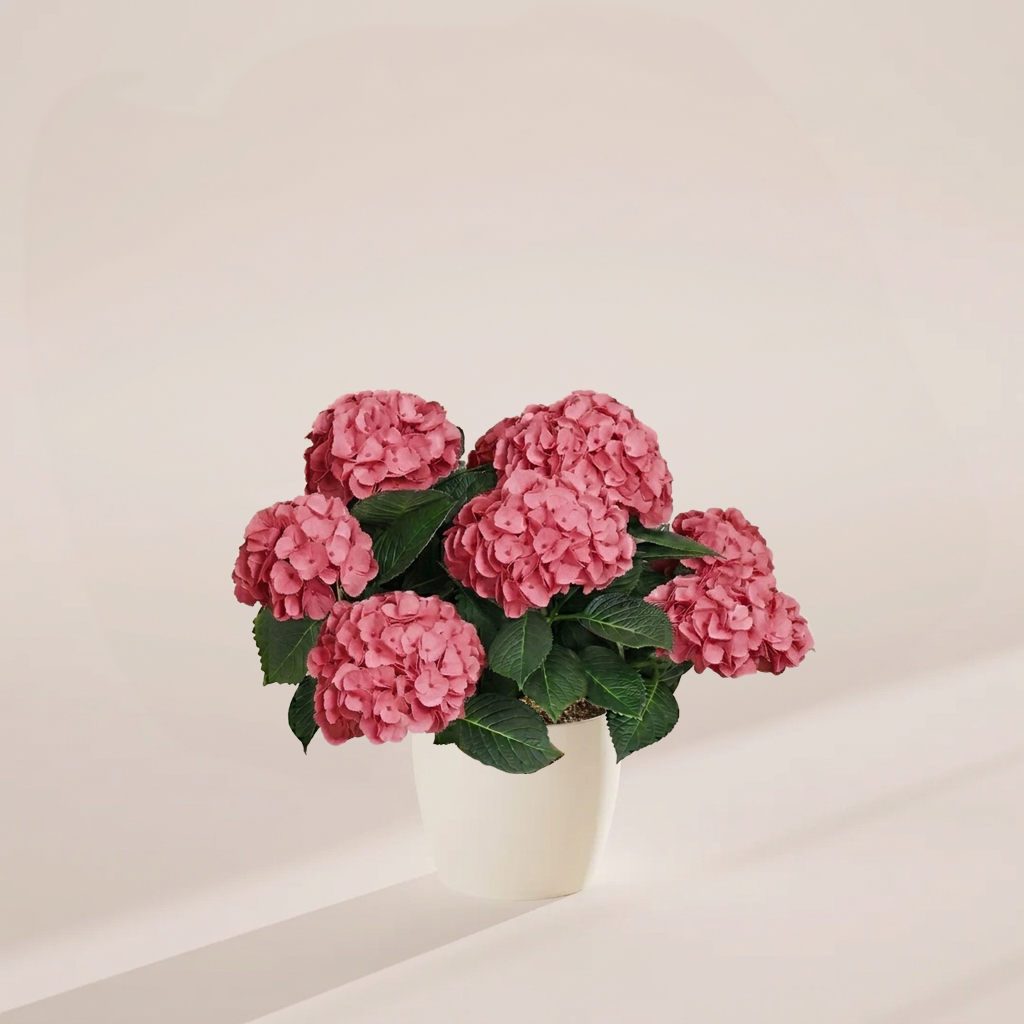 Pink Heritage Hydrangea
