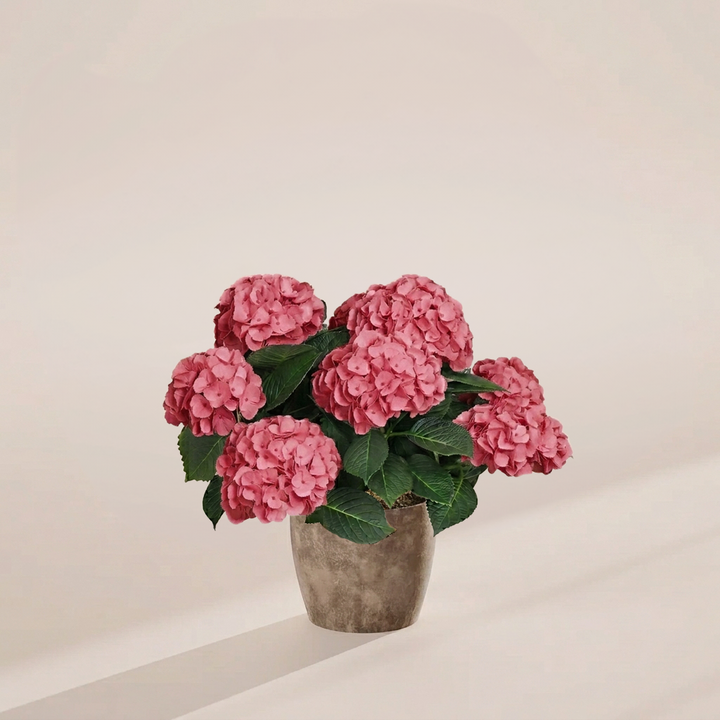 Pink Heritage Hydrangea