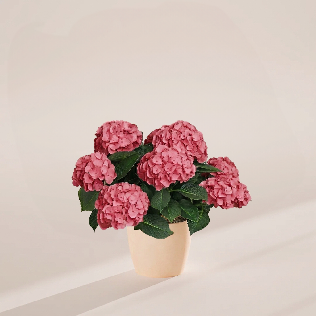 Pink Heritage Hydrangea