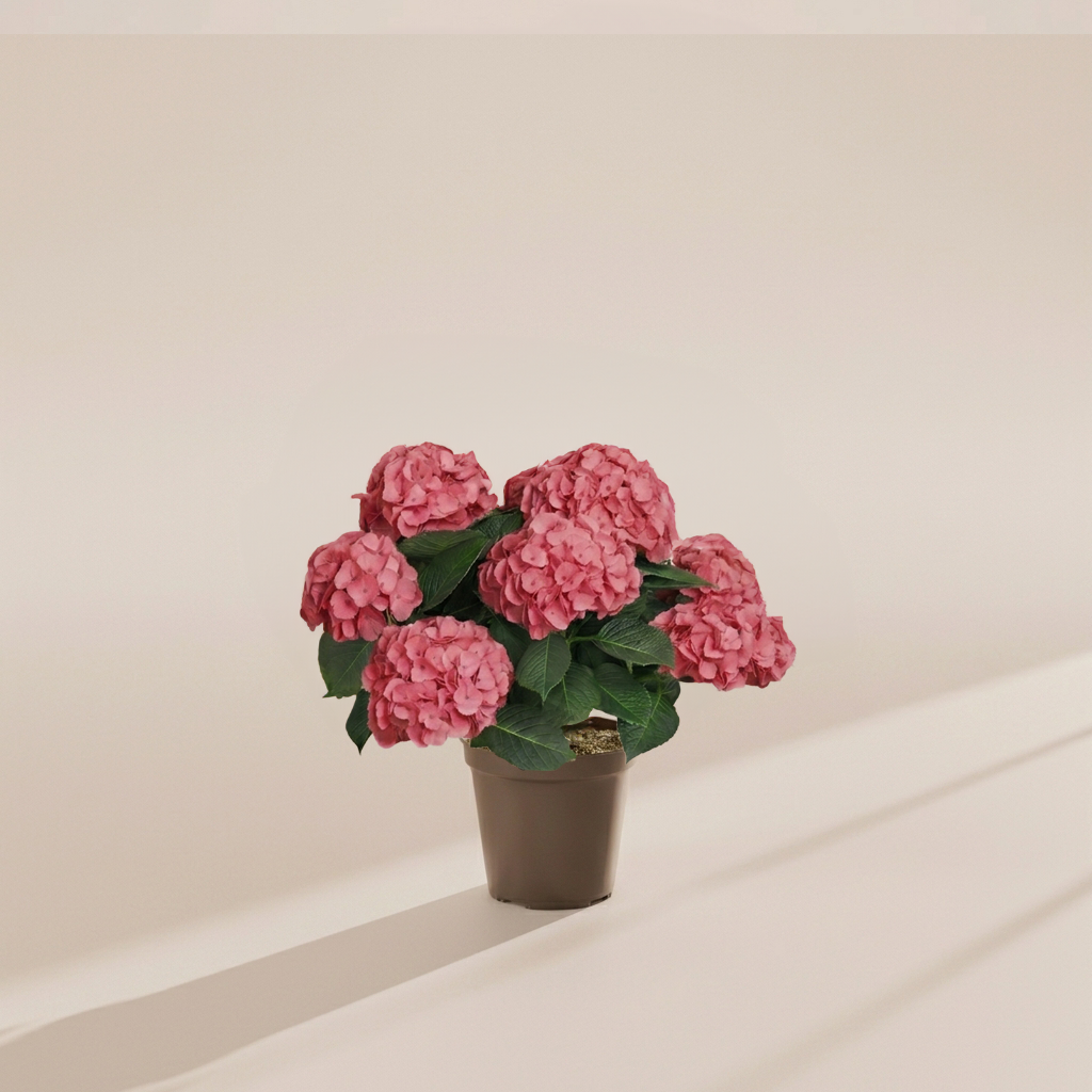 Pink Heritage Hydrangea