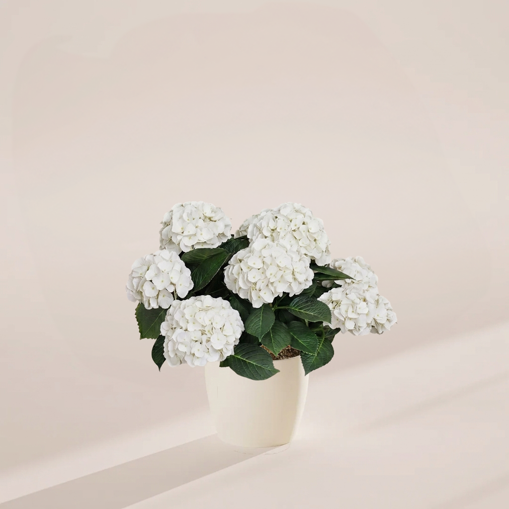 White Heritage Hydrangea