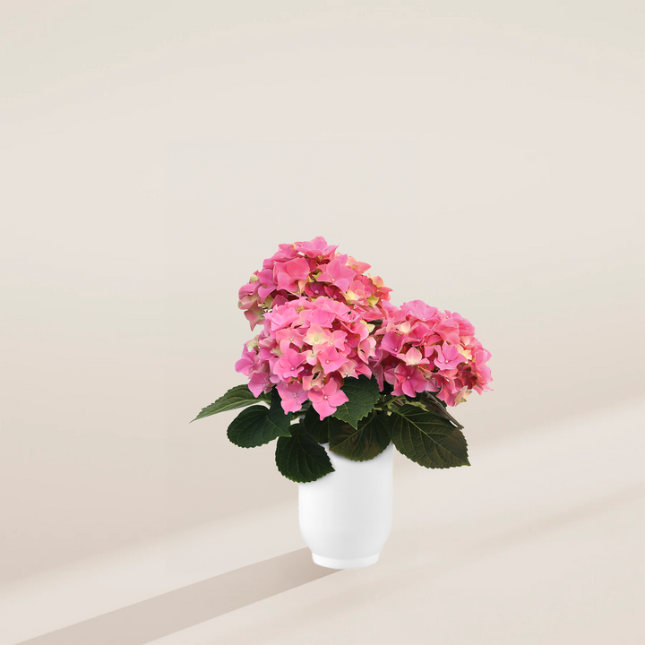 Pink Heritage Hydrangea