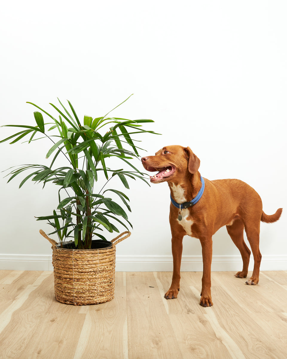 Your Pet-Friendly Jungle Delivered Featured Image